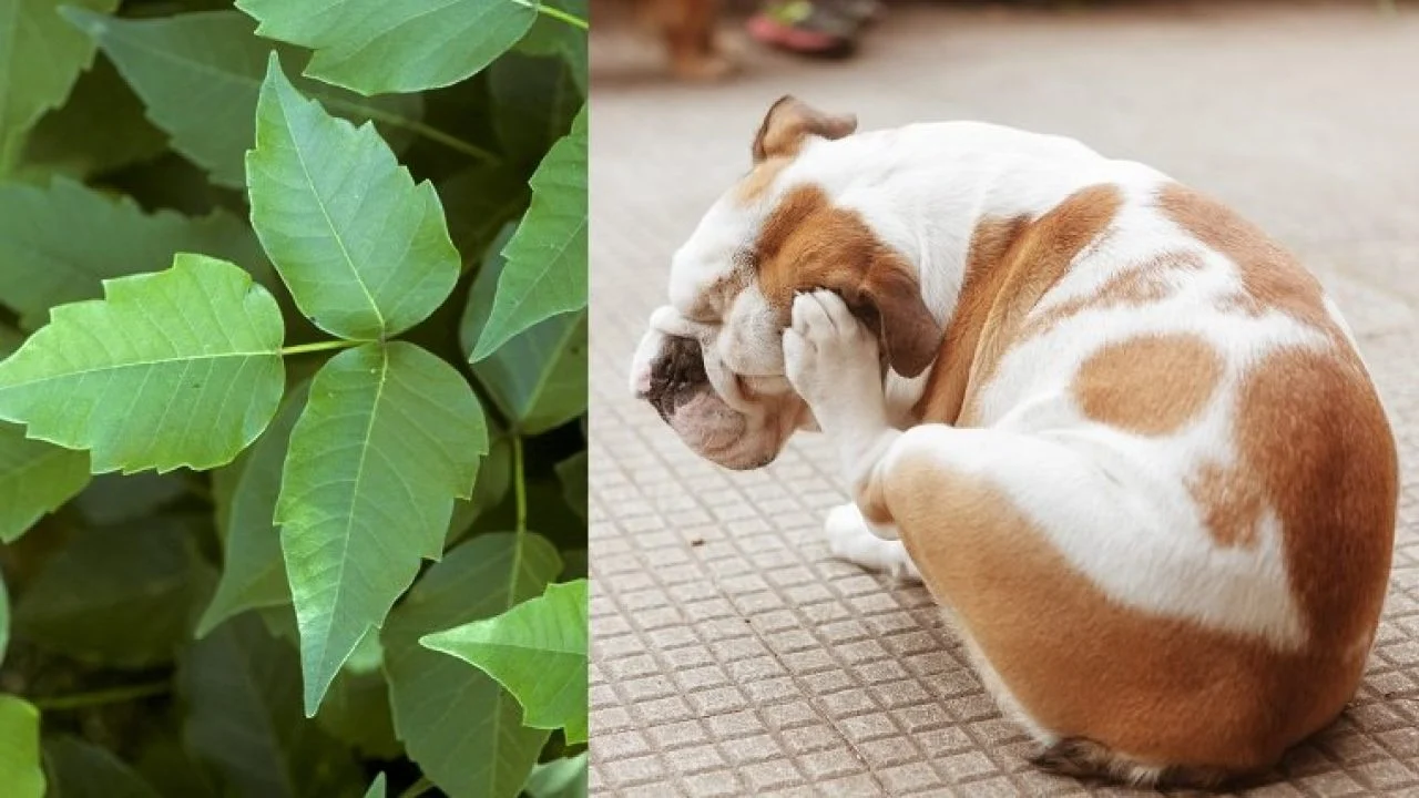How to clean poison ivy off pets?